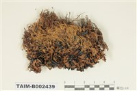 藏品(曲柄苔屬)的圖片